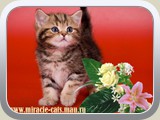 Kiwi (female) - black golden tabby blotched (ny 22)