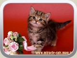 Kiwi (female) - black golden tabby blotched (ny 22)