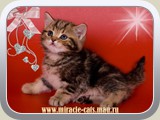 Kiwi (female) - black golden tabby blotched (ny 22)