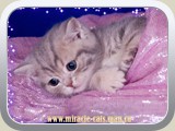 Kevin (male) - blue golden tabby blotched (ay 22)