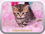 Magnus (male) - black tabby blotched (n 22)