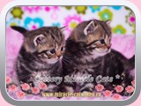 British Shorthair - Nemiroff (male), Naomie (female) color: black golden tabby blotched (ny 22)