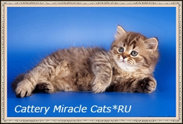 Annabell Miracle Cats*RU 