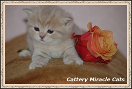 Belle Miracle Cats*RU
