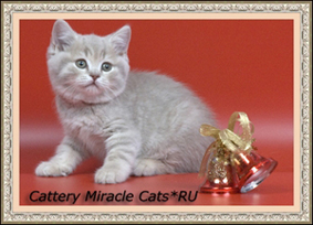 Essi Miracle Cats*RU