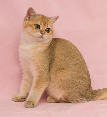 Питомник британских короткошерстных кошек MiRACLE CATS | Публикации | Табби  (тэбби) окрас британской кошки