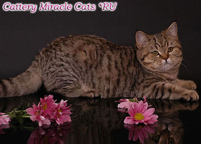 Samanta Sweet Baby Miracle Cats