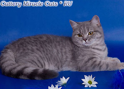 Samanta Sweet Baby of Miracle Cats