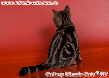 http://www.miracle-cats.mau.ru/foto2/Daniell4.jpg