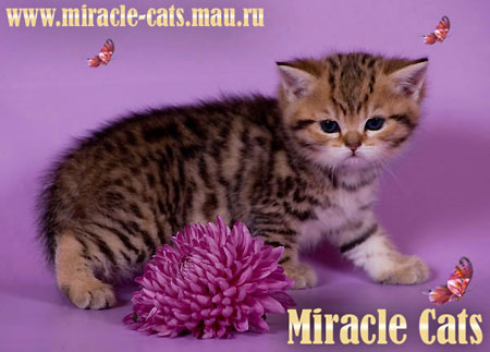       (n 23)   ( 23),   (b23),     .