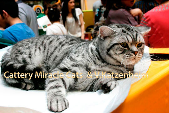    RAHMS DE BROECKLONI             / black silver tabby spotted with green eyes (ns 24 64).
  ,       (ny 22)  ,    ,     ,     .