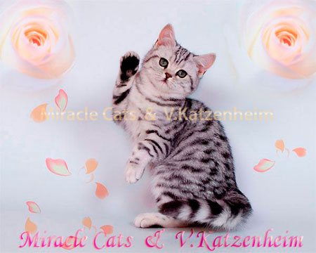     IVANKA SILVER MIRACLE CATS*RU (BRI ns 24 64).   ,       (ny 22)  ,    ,     ,     .