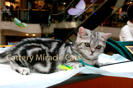    -   LUCAS SILVER MIRACLE CATS * RU              / black silver tabby spotted with green eyes (ns 24 64).
  ,       (ny 22)  ,    ,     ,     .