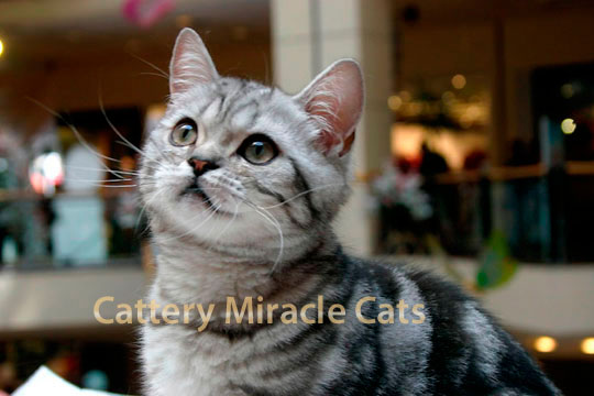    -  LUCAS SILVER MIRACLE CATS * RU              / black silver tabby spotted with green eyes (ns 24 64).
  ,       (ny 22)  ,    ,     ,     .