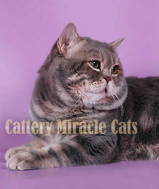    Tyler Golden Miracle Cats * RU  :    / blue golden tabby blotched 
                  (BRI y 22)