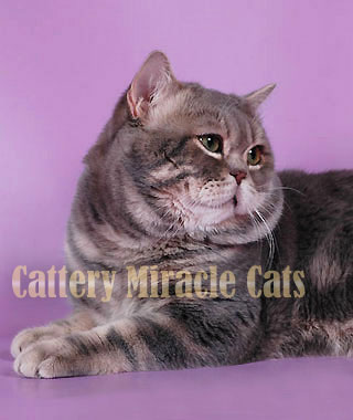 Tyler Golden Miracle Cats * RU