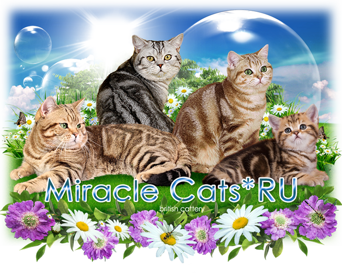 ���� �� ���� ��������� ���������� ����� MIRACLE CATS : 8-905-572-70-72