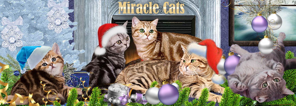 Cattery Miracle Cats