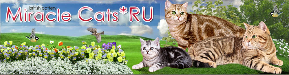 Cattery Miracle Cats