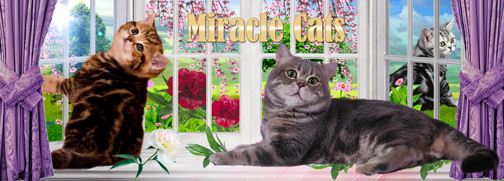 Cattery Miracle Cats