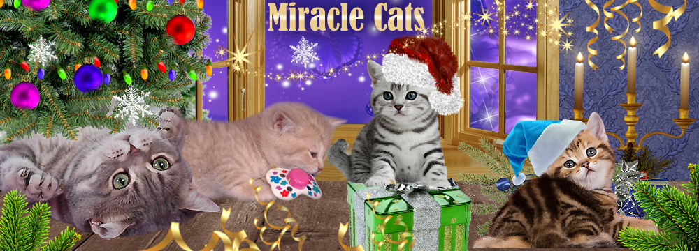 Cattery Miracle Cats