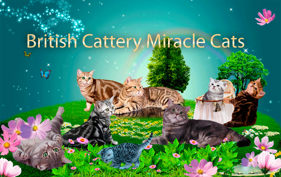 ДЛЯ ВХОДА НА САЙТ ПИТОМНИКА Miracle Cats НАЖМИТЕ НА КАРТИНКУ.