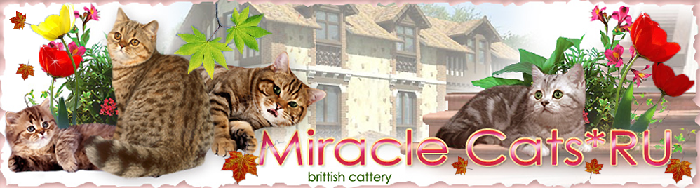 Cattery Miracle Cats