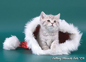 Фото британский короткошерстный котёнок окрас голубой пятнистый (a 22), продажа котят в Москве. Голубая пятнистая британская короткошерстная кошка. Фото британский короткошерстный котёнок окрас голубой пятнистый (a 22), продажа котят в Москве.