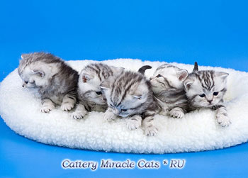 Фото британские короткошерстные котята окрас чёрный серебристый мраморный (ns 22), продажа котят в Москве. Коты и кошки. Фото британские короткошерстные котята окрас чёрный серебристый мраморный (ns 22), продажа котят в Москве.
